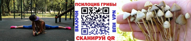 что такое   Нерехта  Псилоцибиновые грибы Psilocybine cubensis 